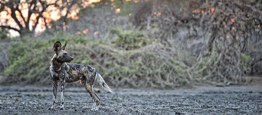Wild dogs at Kanga Camp in Mana Pool, Zimbabwe