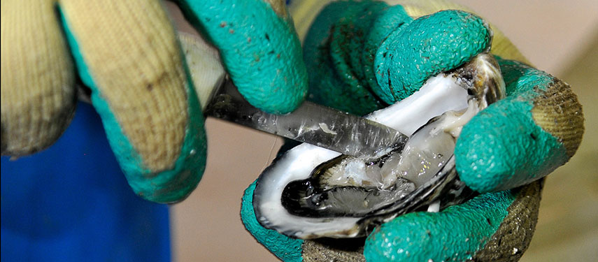 Enjoy dining on fresh Oysters on Kangaroo Island