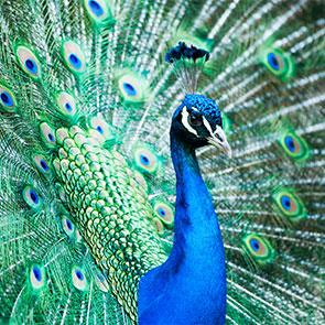 PEARL OF THE INDIAN OCEAN