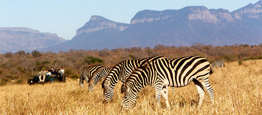 A line-up of zebra while on safari at Kapama Buffalo Camp