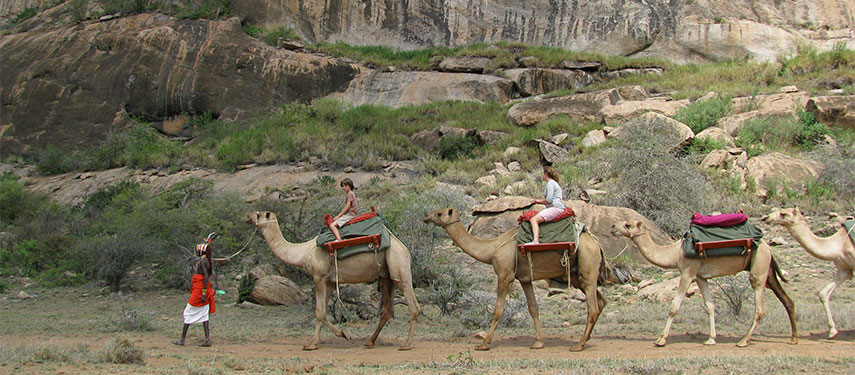 Kids riding on camels with a Samburu guide on a Karisia Luxury Walking Safari