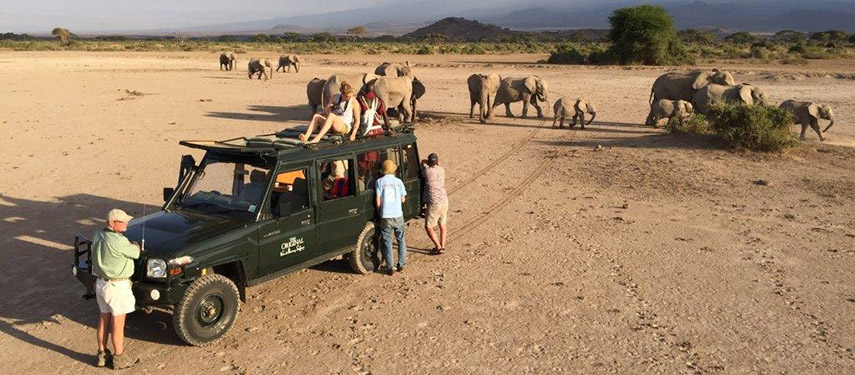 Game drive in the Amboseli and get up close to wild animals such a herd of elephant with Ker and Downey