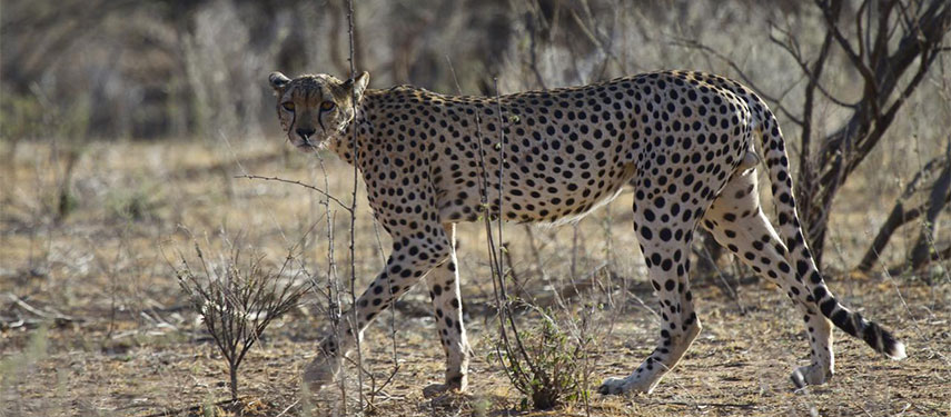 Cheetah spotted in Samburu county, Kenya
