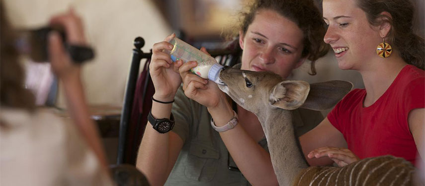 Two girls feeding a baby kudu at Sarara Camp, Kenya
