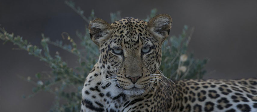 Leopard staring directly at the camera in the bushlands of northern Kenya