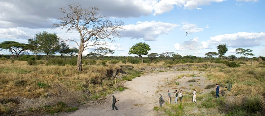 Guests walk along a sandy riverbed during a guided safari walk, surrounded by open plains and scattered acacia trees in Tarangire.
