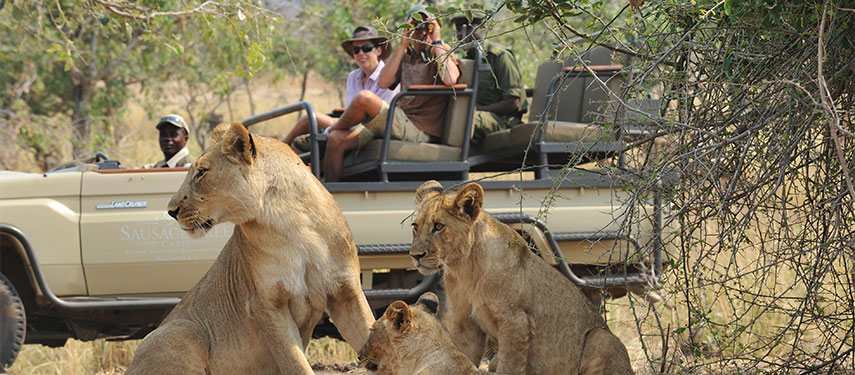 Bush lions on a safari game drive at Potato Bush Camp