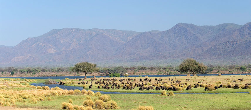 A herd of buffalo graze on the banks of the Zambezi River