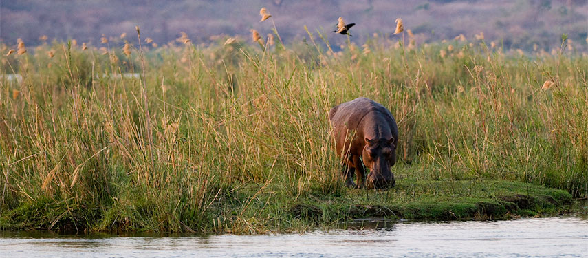 Hippo on the banks of the Zambezi, Zimbabwe