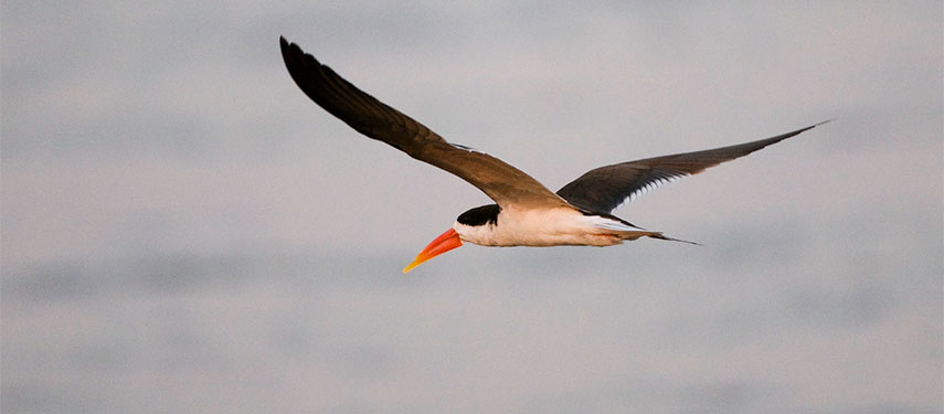Skimmer in Mana Pools National Park, Zimbabwe