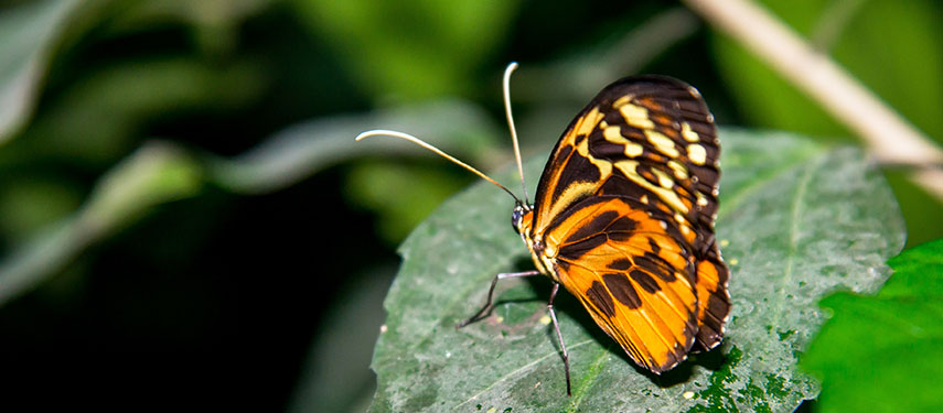 Butterfly in the Amazon Rainforest of Ecuador