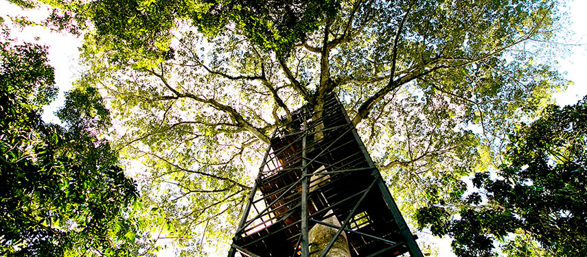 A canopy tower in the Amazon Rainforest, allowing visitors to view the jungle from canopy level.