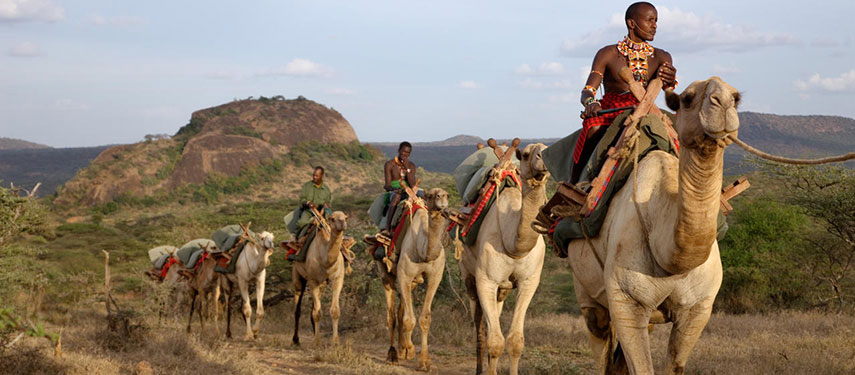 Group of tourists in a camel trek through Kenya, guided by a Samburu tribesman