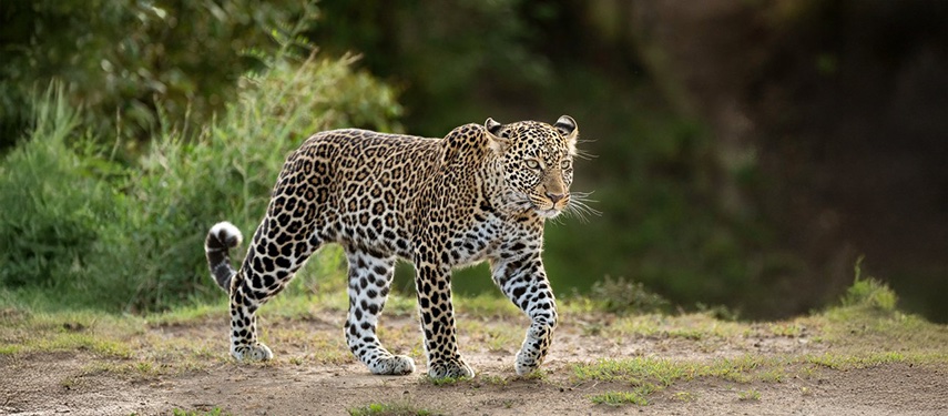 Leopard Walking African Savanna Sarara Wilderness Camp
