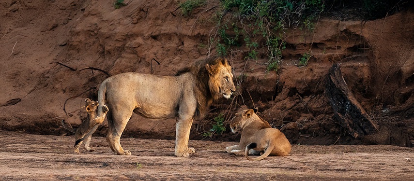 Lion Pride Bonding Savannah