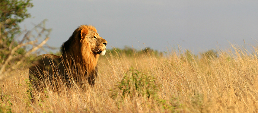 A majestic male lion stands alert in tall grass, gazing across the plains in Nairobi National Park.