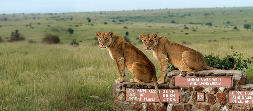 Two lionesses perched on a stone marker sign in Nairobi National Park, with open plains stretching behind them.