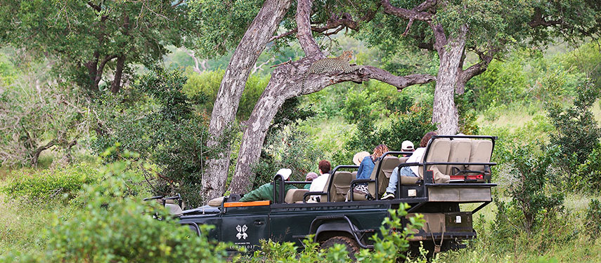 Leopard spotted in a tree while on a game drive at Londolozi Founders Camp