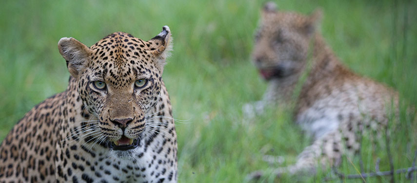 Leopards relaxing in grass at Londolozi Founders Camp