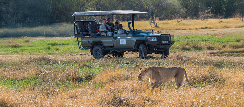 A lioness prowls the grasslands while guests watch attentively from a safari vehicle at Verney’s Camp.