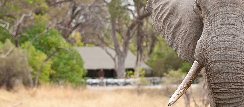 Elephant in front of the tent in camp at Machaba Camp