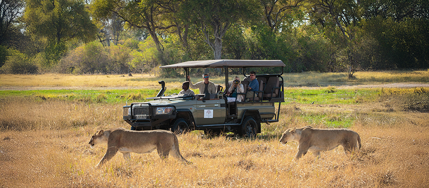 Open-sided game drive vehicle with guests observing two lions walking past in the grassy plains.