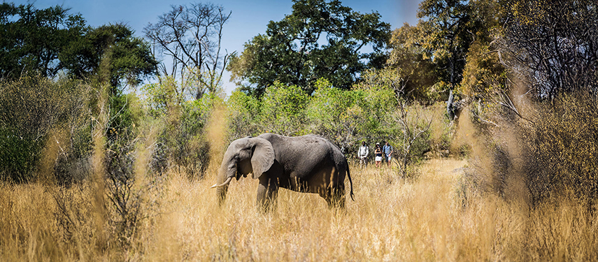 A large elephant walks through tall grasses as guests observe quietly from a distance on a guided walking safari.