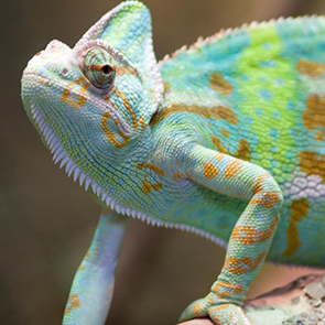 Wild, weird and wonderful