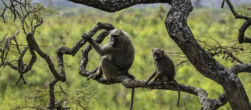 Baboons sitting in a tree in Akagera National Park, Rwanda