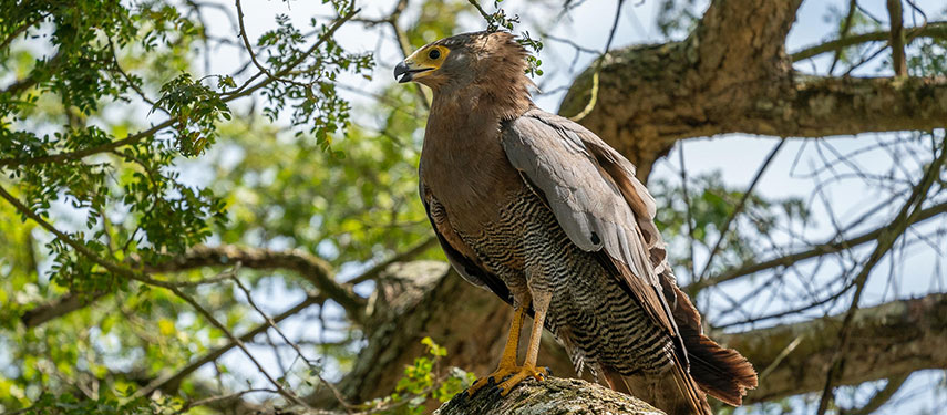 An African harrier hawk in a tree in Akagera National Park