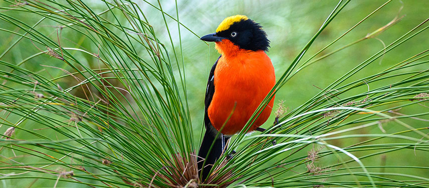 A black-headed gonolek spotted birdwatching in Akagera National Park, Rwanda