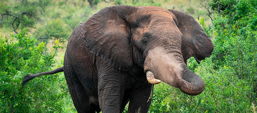 Elephant in Akagera National Park, Rwanda
