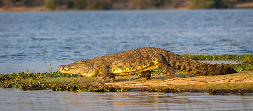 Corocodile on the shores of Lake Rwanyakazinga, Akagera National Park, Rwanda