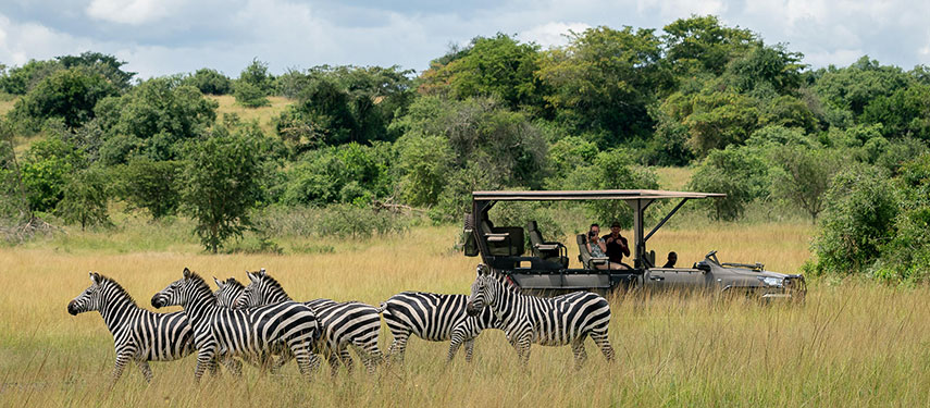 Game drive watches a herd of zebra in Akagera National Park, Rwanda