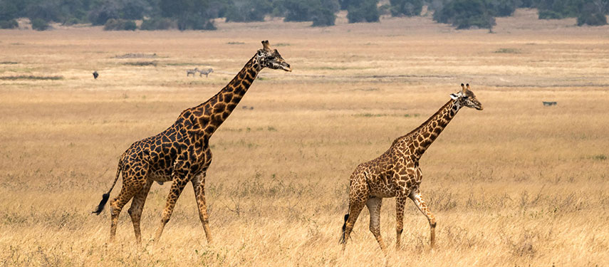 A pair of giraffe on the dry-grass plains of Akagera National Park, Rwanda