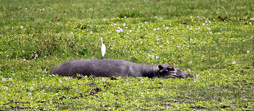Egret standing on the back of a hippo in Akagera.