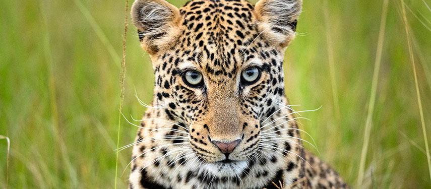 Close-up of a leopard in tall green grass