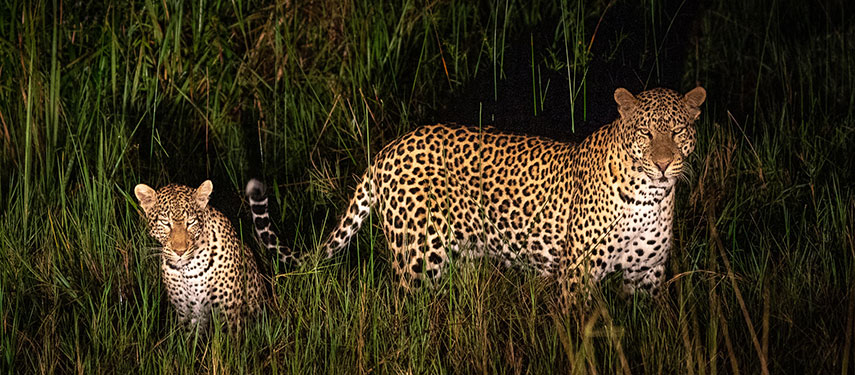 A leopard mother and cub spotted on a night game drive in Rwanda