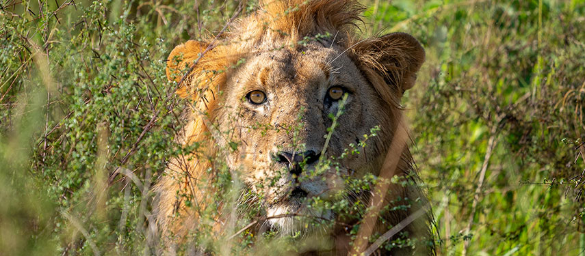 A lion in the bushes of Akagera National Park, Rwanda