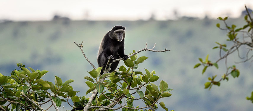 A monkey perches atop a tree in Akagera National Park, Rwanda