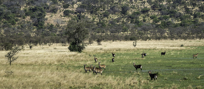 Magashi Plains Game Grazing