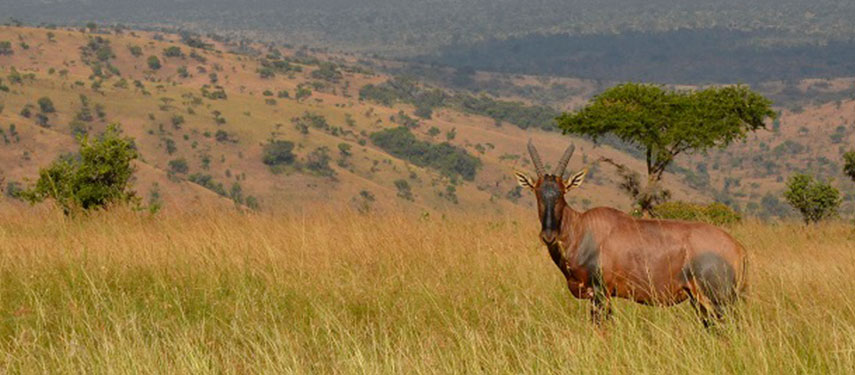 Eland on the plains of Akagera