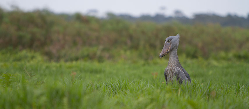 A majestic shoebill stands in the marshlands of Lake Rwanyakazinga, Akagera National Park, Rwanda