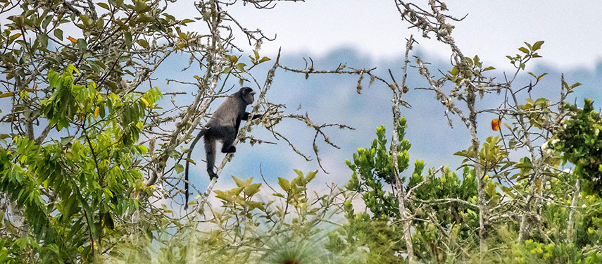 Monkey in the trees surrounding Lake Rwanyakazinga, Akagera National Park, Rwanda
