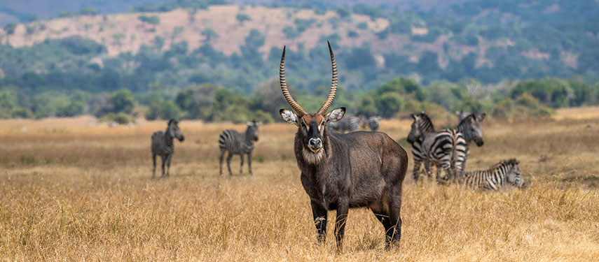 Waterbuck on the grassy plains of Akagera National Park with zebra in the background