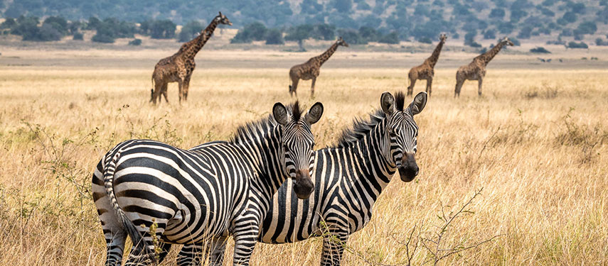Giraffe and zebra on the grassy plains of Akagera National Park, Rwanda