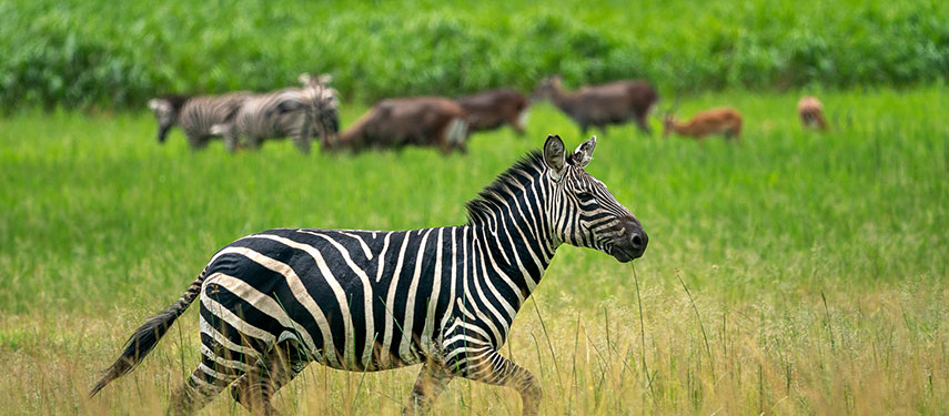 A zebra walks through tall grass in Akagera National Park