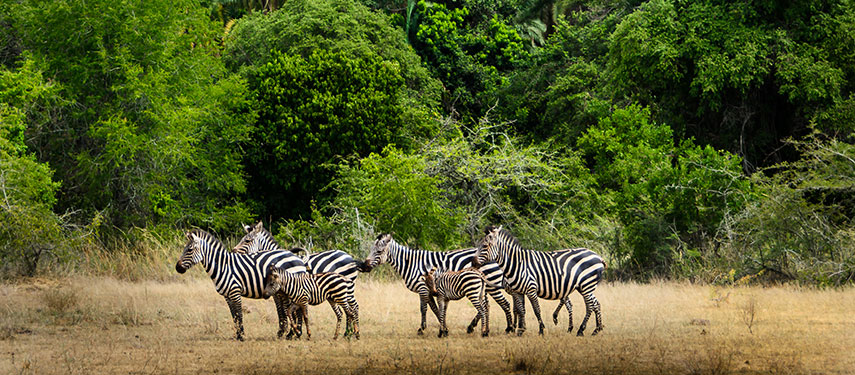 Zebra on the edge of a forest in Akagera National Park, Rwanda