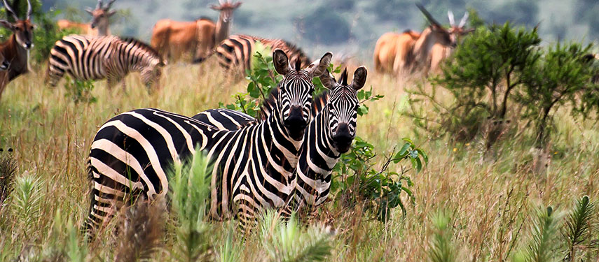 Zebras and antelopes in Akagera National Park, Rwanda