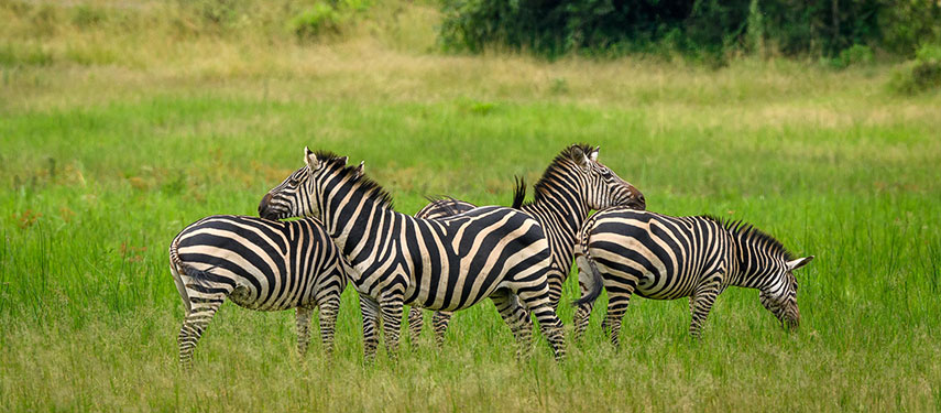 Herd of zebras in Akagera National Park, Rwanda